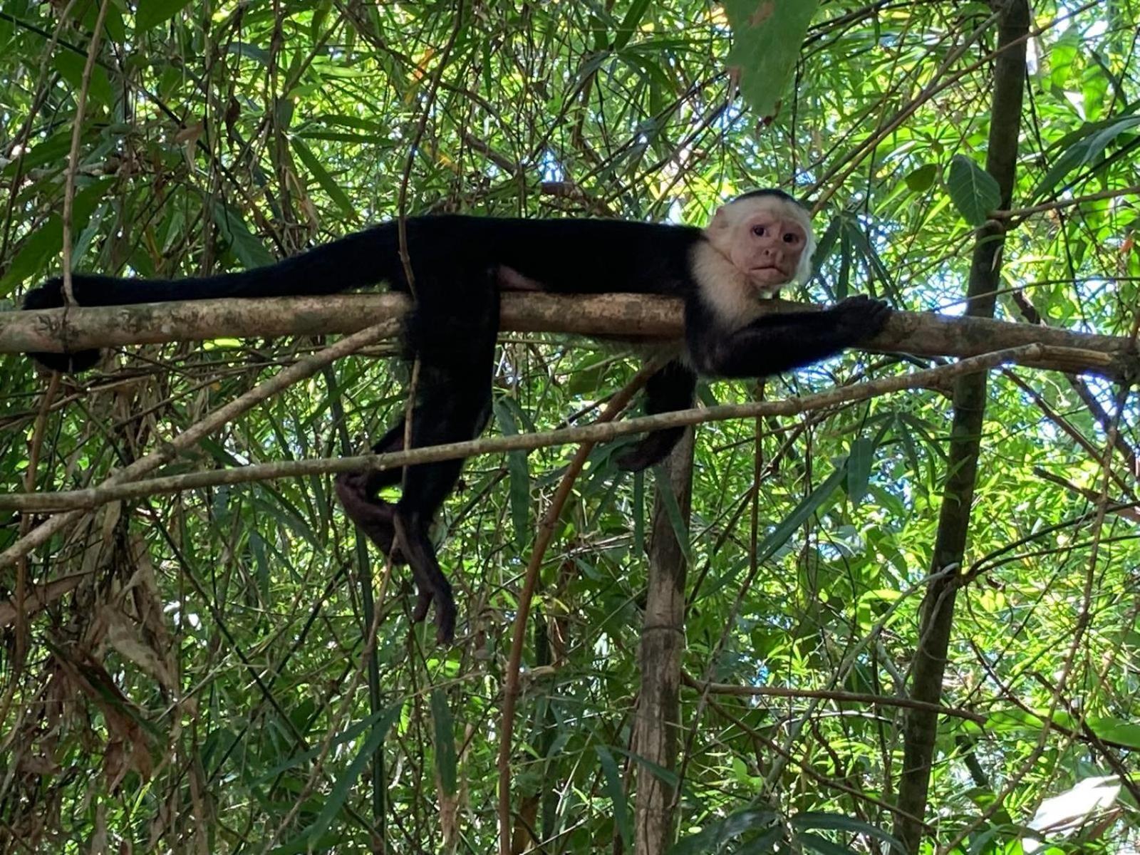 Corcovado & Drake Inn Дрейк Екстер'єр фото