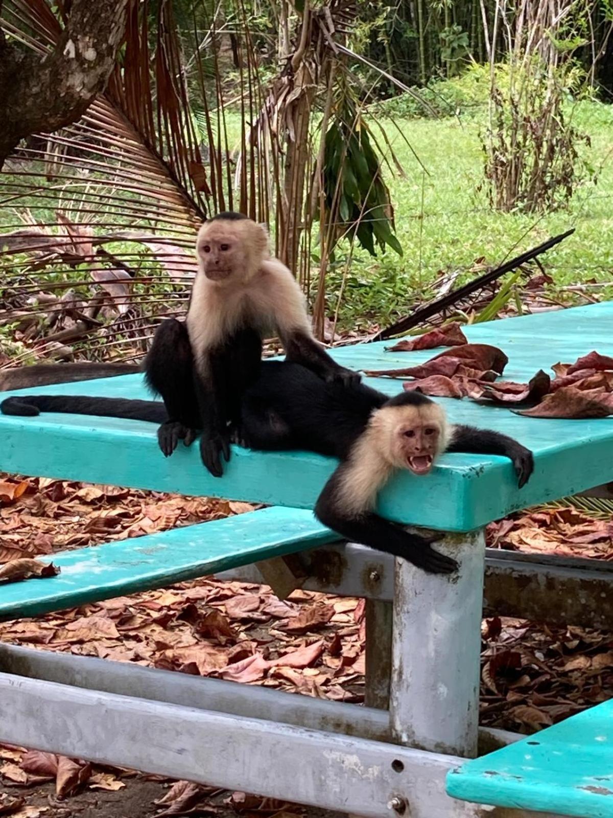 Corcovado & Drake Inn Дрейк Екстер'єр фото